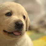 リフォームで犬と一緒に暮らしやすい家を作るポイント