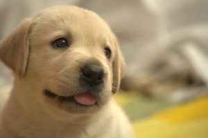 リフォームで犬と一緒に暮らしやすい家を作るポイント