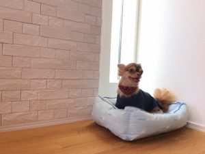 セルフリノベにもオススメ！エコカラットDIYとは