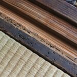 【危険】シロアリから住宅を守るためのリフォームのポイント