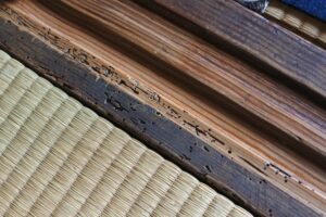 【危険】シロアリから住宅を守るためのリフォームのポイント