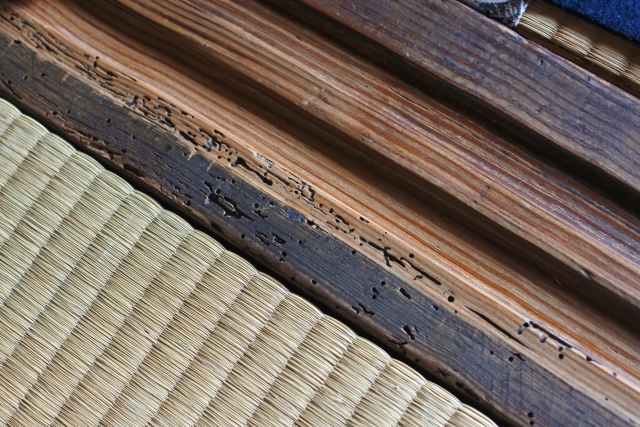 【危険】シロアリから住宅を守るためのリフォームのポイント