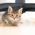 ペットリフォームのポイント～これからペットを迎えられる方へ～