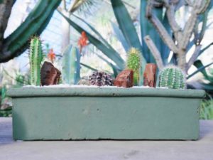 人気上昇中！～ドライガーデンの魅力～