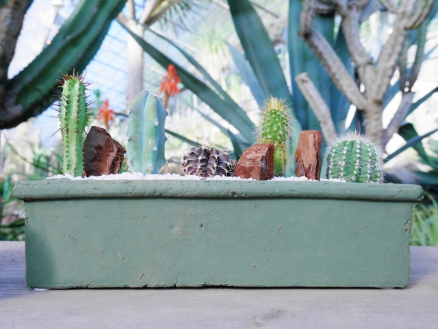 人気上昇中！～ドライガーデンの魅力～