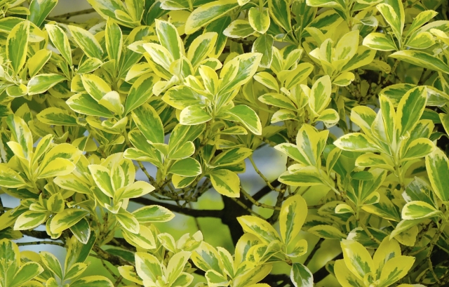 外からの目隠しを自然に～生け垣の魅力をご紹介～