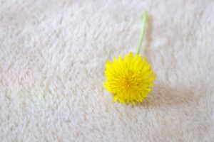 実際どうなの？～カーペットのメリット・デメリット～