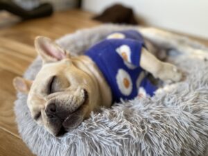 リフォーム中心配…。～工事中に気を付けたいペットトラブル！～