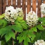 目隠にフェンスを設置！庭を快適にリフォーム！