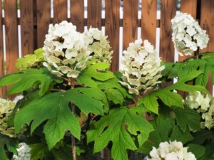 目隠にフェンスを設置！庭を快適にリフォーム！