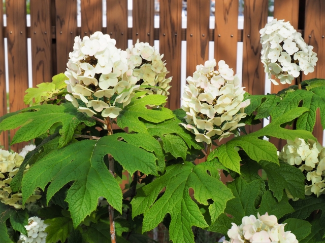 目隠にフェンスを設置！庭を快適にリフォーム！