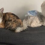 ペットの健康を守るポイントは床材選びから！