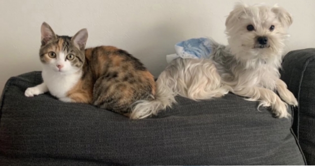 ペットの健康を守るポイントは床材選びから！