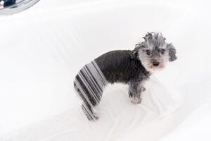 愛犬家必見!?自宅にペット用のお風呂を取り入れるコツ