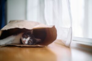 大切なペットと快適に暮らそう！おすすめのリフォーム