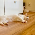 愛犬・愛猫も喜ぶリフォーム！ペットフレンドリーな住まいづくり