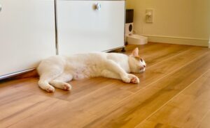 愛犬・愛猫も喜ぶリフォーム！ペットフレンドリーな住まいづくり