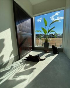 犬や猫の健康を守る、床材の選び方とは？重視すべきポイント