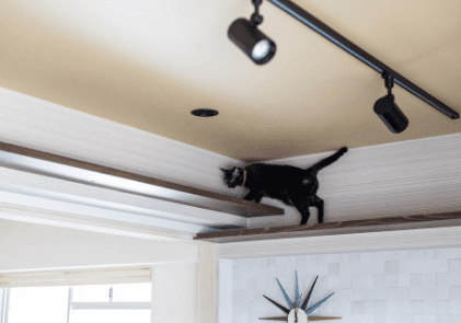 ペットと過ごせる家づくり