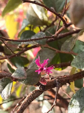 126416273_2899249276953353_9130346452130203441_n (1).jpg