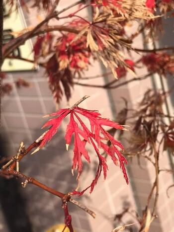 126852912_2899249200286694_8949104462018481809_n (1).jpg